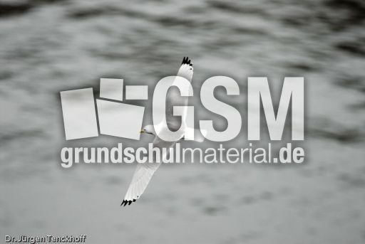 Dreizehenmöve (3 von 10).jpg